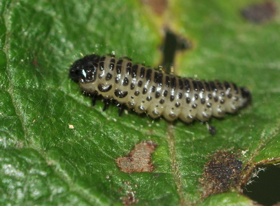 Kvalkvedbladbille (Pyrrhalta viburni)