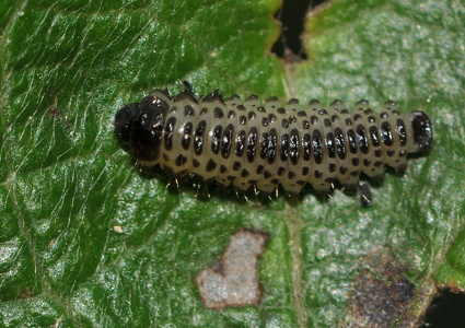 Kvalkvedbladbille (Pyrrhalta viburni)