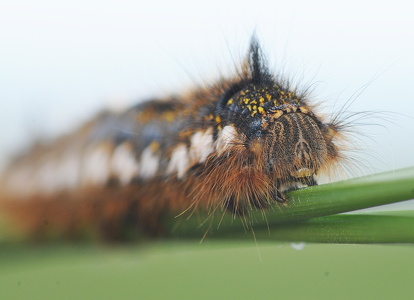 Græsspinder (Euthrix potatoria)