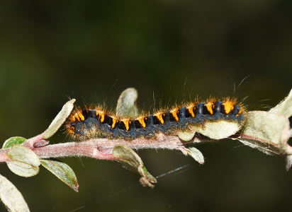 Egespinder (Lasiocampa quercus)