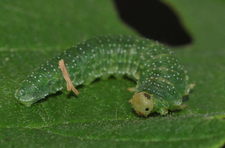Nematinus steini