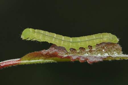 Husmoderugle (Scoliopteryx libatrix)