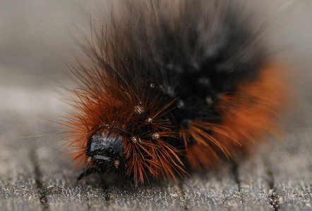 Brun Bjørnespinder (Arctia caja)