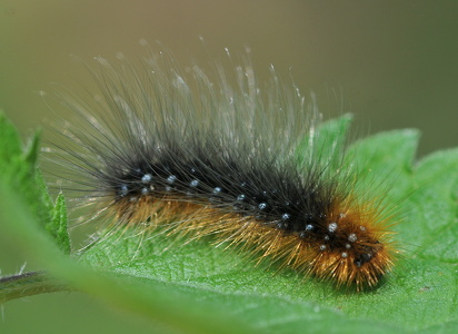 Brun Bjørnespinder (Arctia caja)
