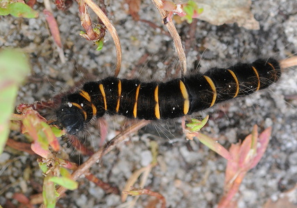 Brombærspinder (Macrothylacia rubi)