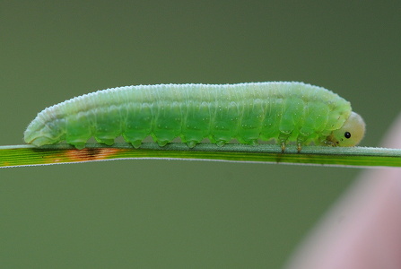 Akelejebladhveps (Pristiphora rufipes)