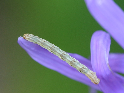 Engdværgmåler (Eupithecia satyrata)