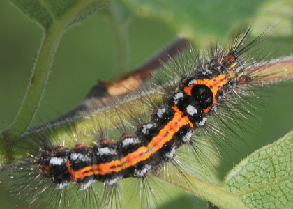 Gulhale (Euproctis similis)