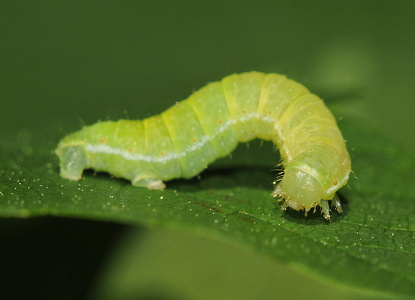Efterårsmåler sp. (Epirrita sp.)