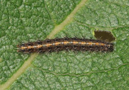 Rødfrynset Bjørn (Diacrisia sannio) xxx