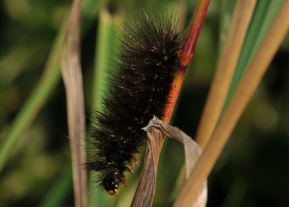Almindelig Tigerspinder (Spilosoma lubricipeda)