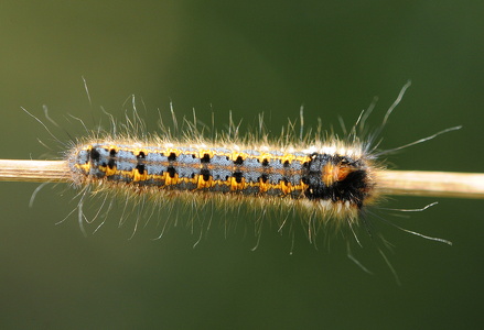 Græsspinder (Euthrix potatoria)