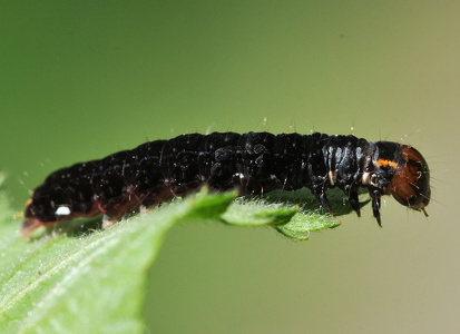 Satellitugle (Eupsilia transversa)