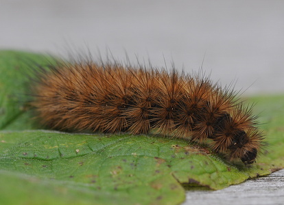 Kanelbjørn (Phragmatobia fuliginosa)