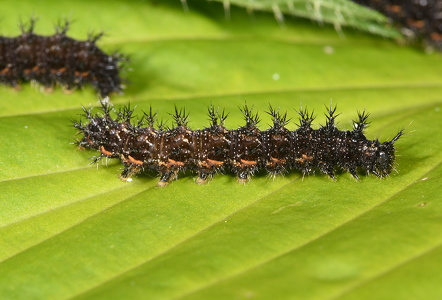 Nældesommerfugl (Araschnia levana)