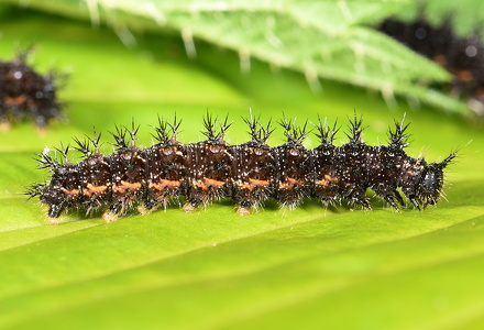 Nældesommerfugl (Araschnia levana)