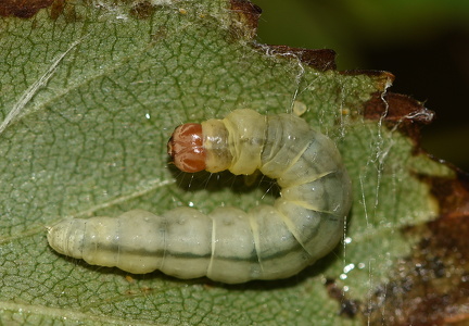 Bøgeprydvinge (Diurnea fagella)