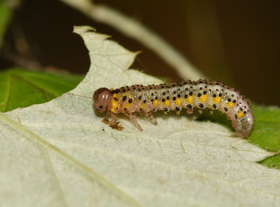 Arge gracilicornis