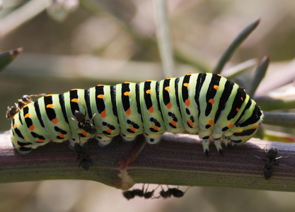  Svalehale (Papilio machaon)