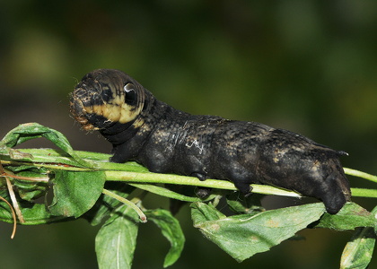 Dueurtsværmer  (Deilephila elpenor)