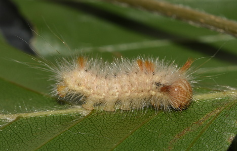 Penselugle (Colocasia coryli)