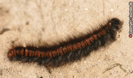 Brombærspinder (Macrothylacia rubi)