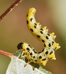 Craesus septentrionalis xxx