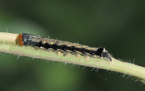 Toplet Forårsugle (Anorthoa munda)