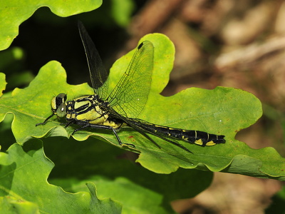 Almindelig flodguldsmed (Gomphus vulgatissimus)