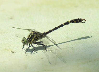 Lille Tangguldsmed (Onychogomphus forcipatus)