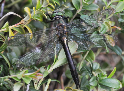 Arktisk Smaragdlibel (Somatochlora arctica)