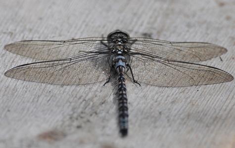 Azuurglazenmaker (Aeshna caerulea)
