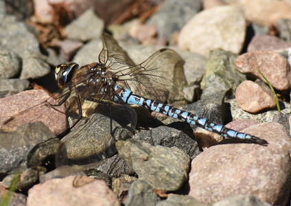 Aeshna caerulea