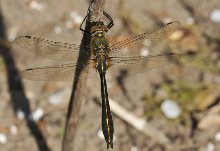 Grøn smaragdlibel (Cordulia aenea)