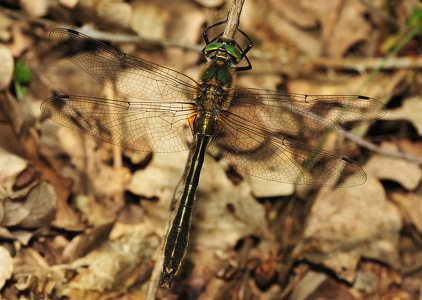 Grøn smaragdlibel (Cordulia aenea)