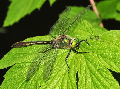 Grøn smaragdlibel (Cordulia aenea)