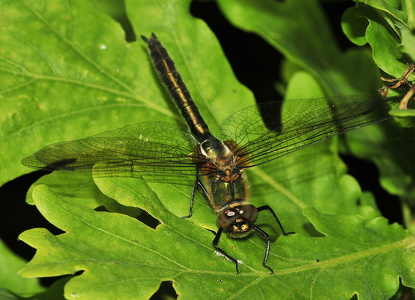 Grøn smaragdlibel (Cordulia aenea)
