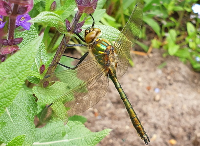 Grøn smaragdlibel (Cordulia aenea)