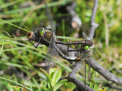 Grøn smaragdlibel (Cordulia aenea)