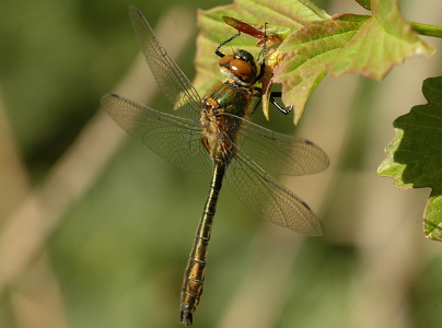 Grøn smaragdlibel (Cordulia aenea)