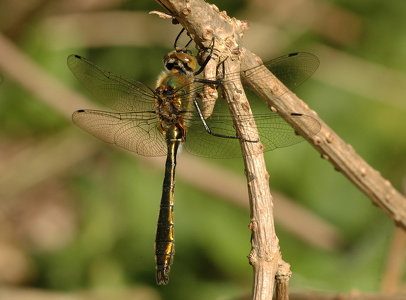 Grøn smaragdlibel (Cordulia aenea)
