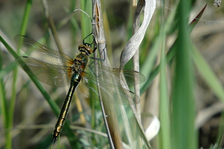 Grøn smaragdlibel (Cordulia aenea)
