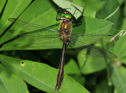 Grøn smaragdlibel (Cordulia aenea)