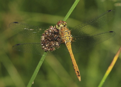 Blodrød hedelibel (Sympetrum sanguineum)