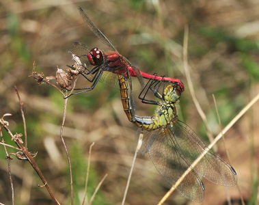 Blodrød hedelibel (Sympetrum sanguineum)