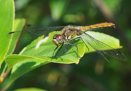Blodrød hedelibel (Sympetrum sanguineum)