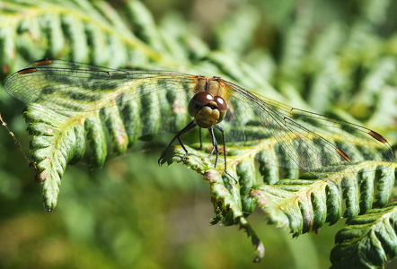 Blodrød hedelibel (Sympetrum sanguineum)
