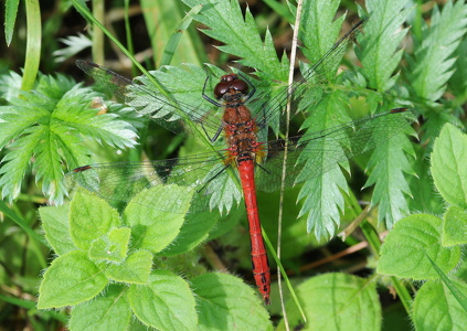Blodrød hedelibel (Sympetrum sanguineum)