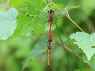 Blodrød hedelibel (Sympetrum sanguineum)