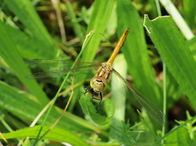 Blodrød hedelibel (Sympetrum sanguineum)